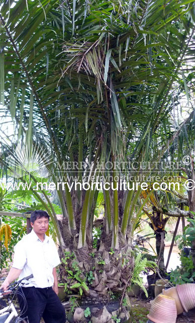 Elaeis guineensis (Double Head)